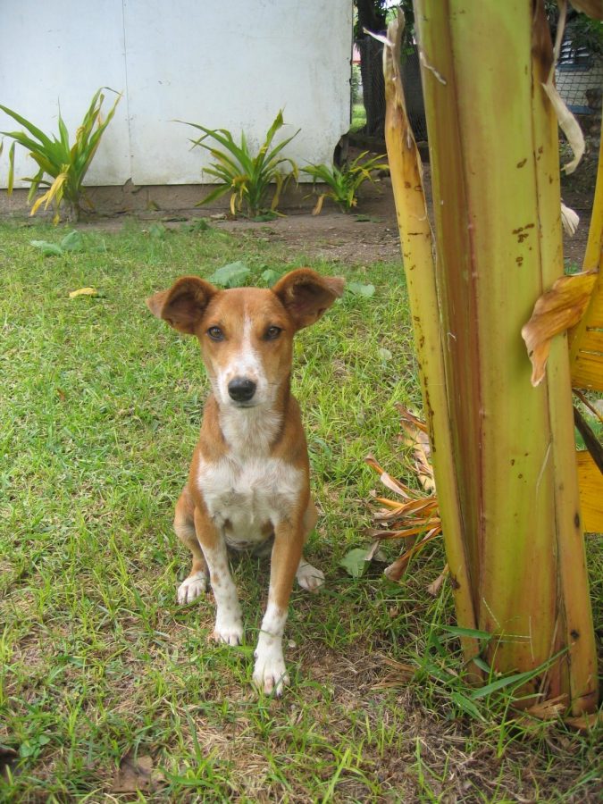 This is Mickey, a Tonga dog that made friends with ESL teacher Soraya Bilbao while she served in the Peace Corps. Bilbao notes, Mickey was a very sweet dog. I wish I could have brought her back to the U.S. with me.