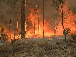 Australia faces rampant bushfires across its six states as one of the worst environmental disasters in its recent history.