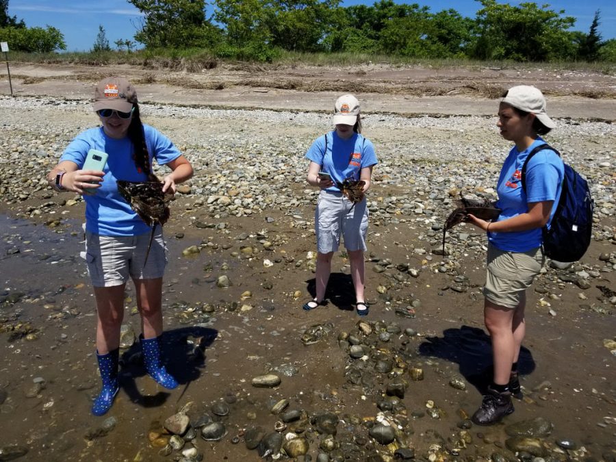 Students tagging horseshoe crabs for study at Long Beach in Stamford.