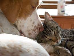 Dog and Cat