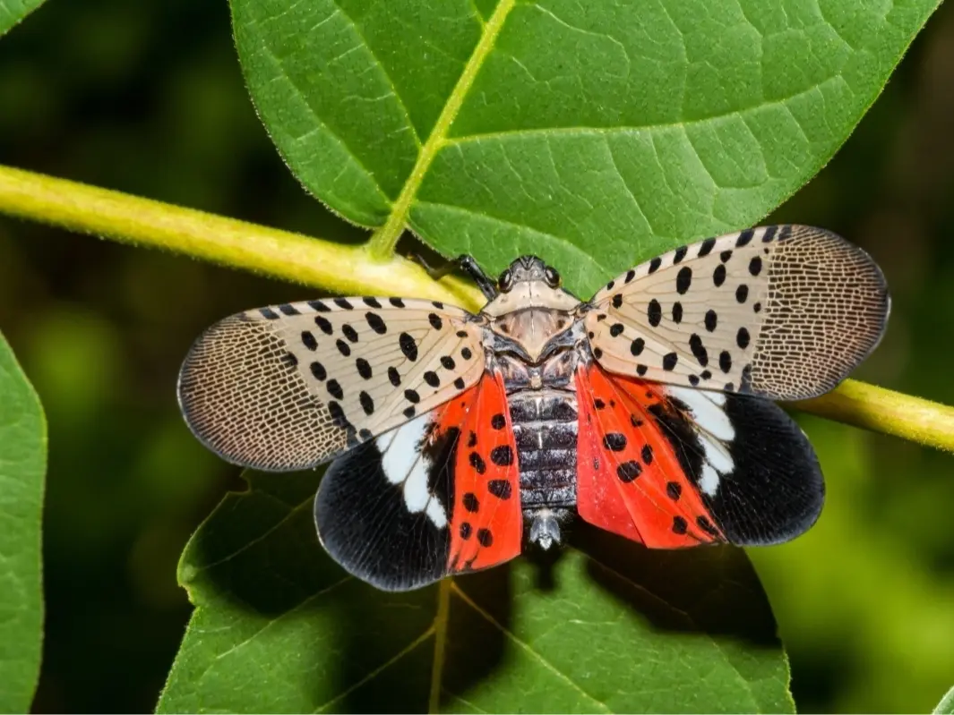 Spotted Lanternfly from Patch